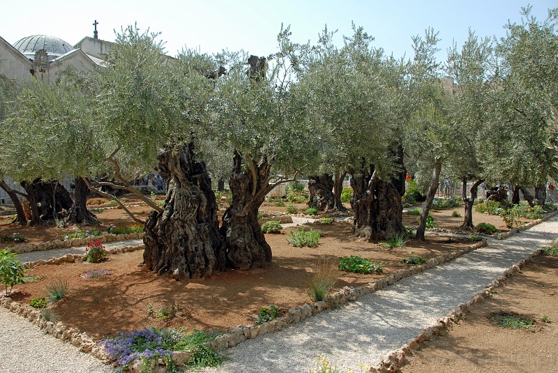 081_egipt_sharm.jpg - Ogród Getsemani - ogród Oliwny, gdzie według tradycji miała miejsce Agonia oraz pojmanie Jezusa.
