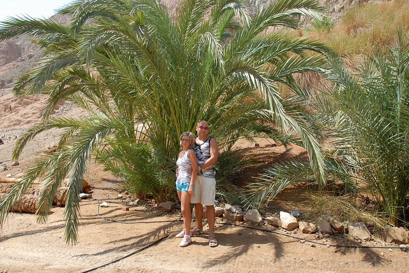 157_egipt_sharm.jpg - Tętniące zielenią palmy - rzadki widok na spalonej słońcem pustyni.