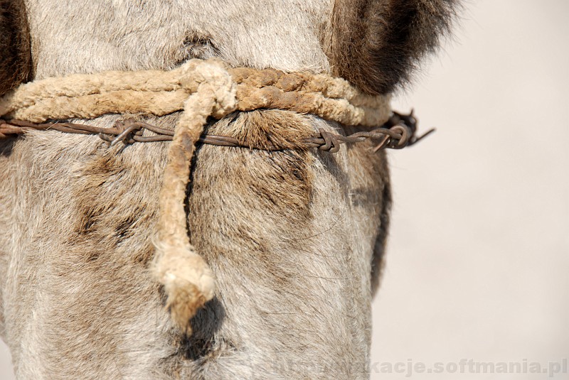 166_egipt_sharm.jpg - Biedny wielbłąd z wbijającym się w skórę drutem kolczastym.