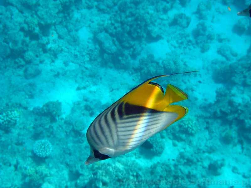 188_egipt_sharm.jpg - Chetonik pawik (Threadfin butterflyfish).