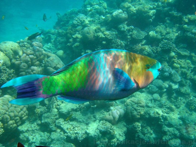 189_egipt_sharm.jpg - Wspaniała, kolorowa Papugoryba - bardzo powszechnie występujący gatunek w Morzu Czerwonym.