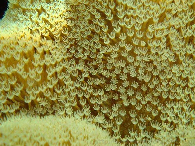 195_egipt_sharm.jpg - Macki tego koralowca również falowały zgodnie z ruchem wody.