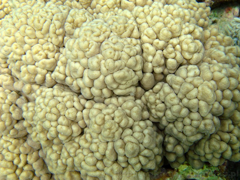 202_egipt_sharm.jpg - Brain Coral - interesujący koralowiec przypominający wyglądem zwoje mózgowe.