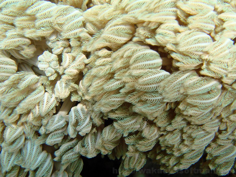 203_egipt_sharm.jpg - Pulsating xenid - bardzo efektowny koralowiec miękki.