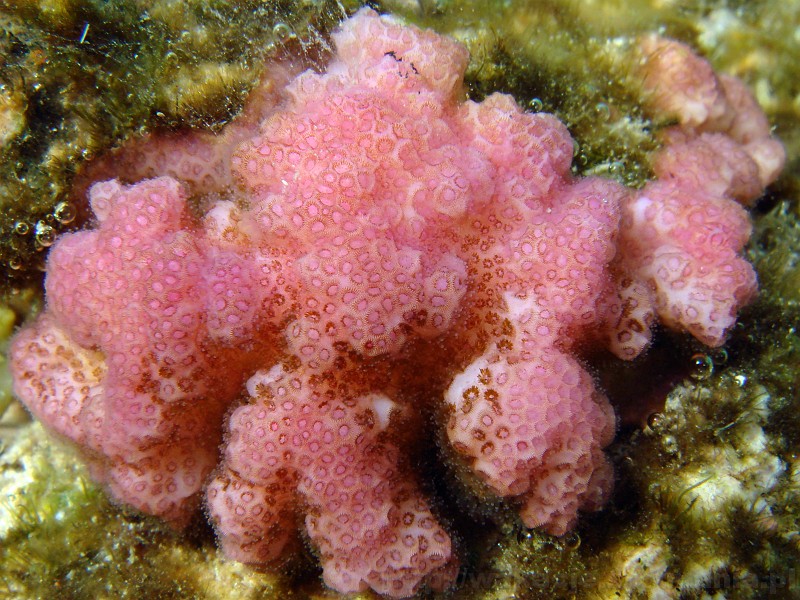 207_egipt_sharm.jpg - Pocillopora verrucosa - piękny, różowy koralowiec.