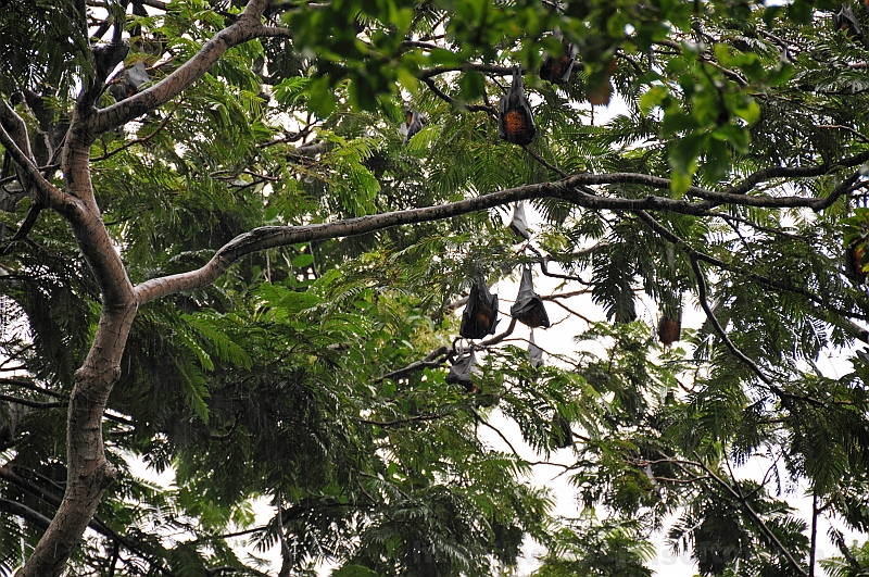 178_wyspa_bali.jpg - Na drzewach setki ogromnych nietoperzy, zwanych również latającymi lisami