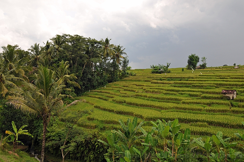 295_wyspa_bali.jpg - Balijskie pola ryżowe - bardzo częsty element krajobrazu